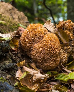 Wood cauliflower fungus