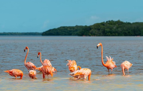 American flamingo