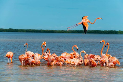 American flamingo