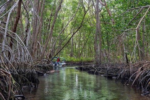 Mangoves in the Rio Celestun Unesco Biosphere Reserve