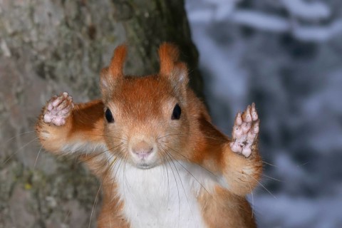 Eurasian red squirrel