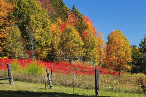 Autumn landscape in the Red River Region