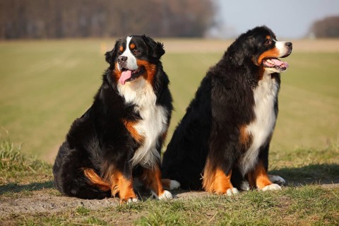 Bernese Mountain Dog