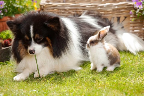 Mixed breed dog and dwarf ram rabbit