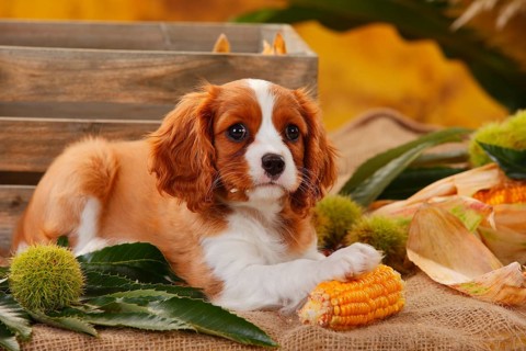 Cavalier King Charles Spaniel