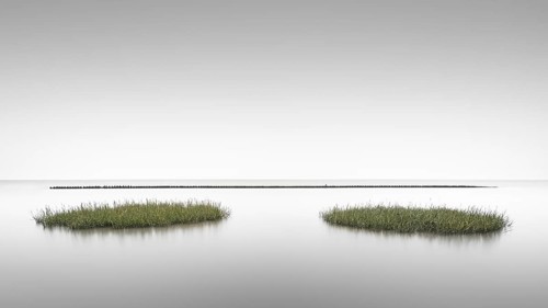 Seagrass meadows on the mudflats in the Schleswig-Holstein Wadden Sea National Park