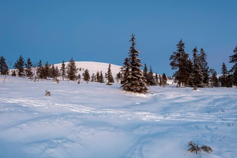 Tree line