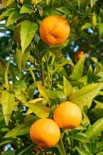 Bitter orange
