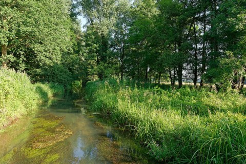 Small stream with red alder