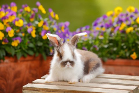 Dwarf ram rabbit