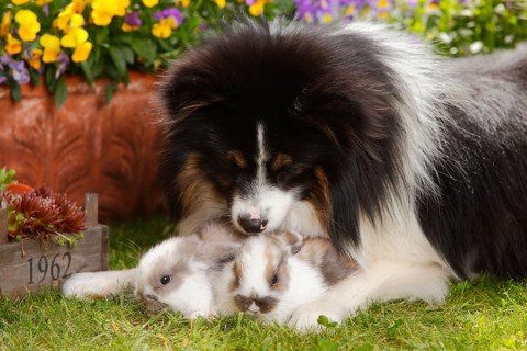 Mixed breed dog and dwarf ram rabbit