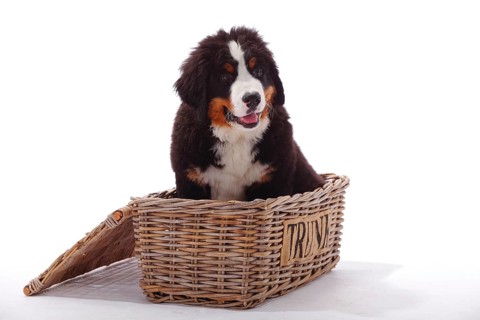 Bernese Mountain Dog
