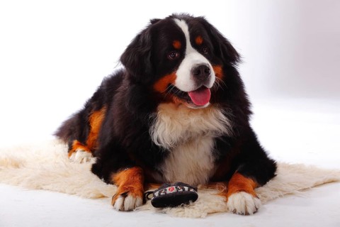 Bernese Mountain Dog