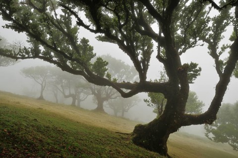 Laurel tree