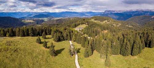 Woods on the Weisshorn