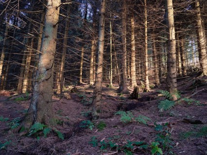 Wald auf dem Bocksberg