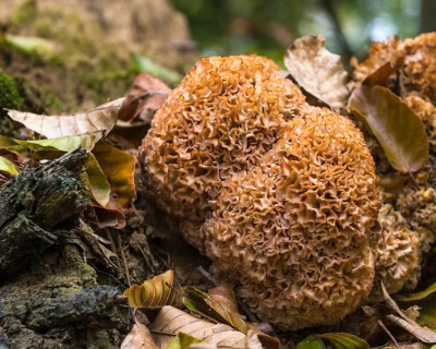Wood cauliflower fungus