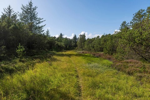 Firebreak with trail through local pine forest in dune area