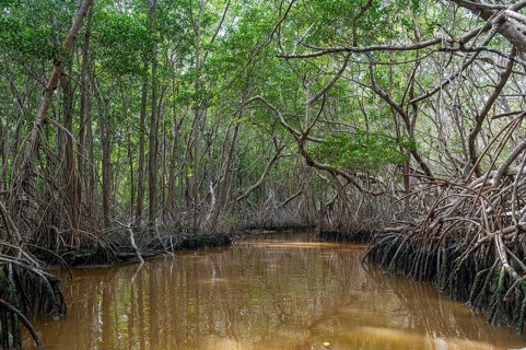 Mangoves in the Rio Celestun Unesco Biosphere Reserve