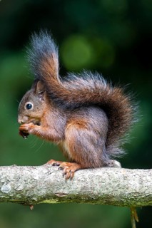 Eurasian red squirrel