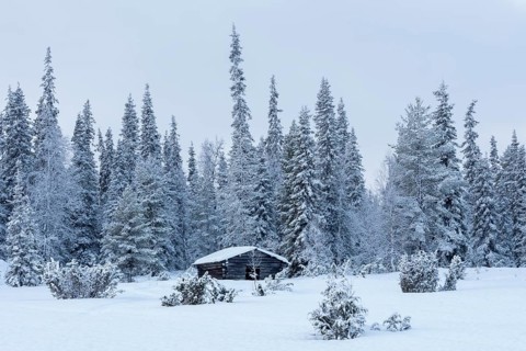 Wooden hut in the forest