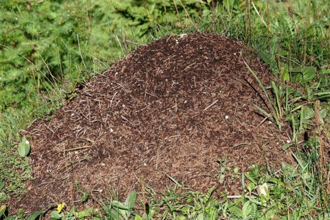 Anthill in Seidlwinkltal