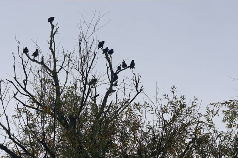 Starlings