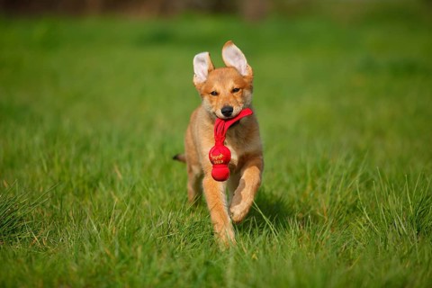 Harzer fox