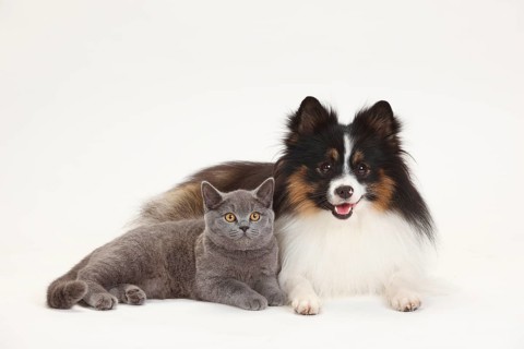 British Shorthair and Mixed Dog