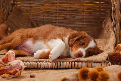 Miniature Australian Shepherd