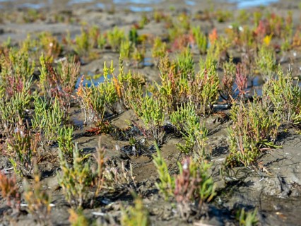 Glasswort