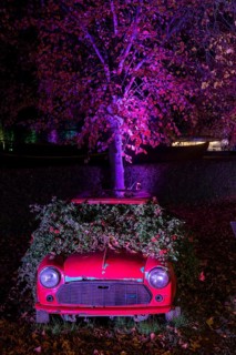 Autumn Lights in the Bridgehead Park