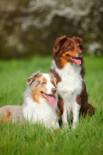 Australian Shepherds