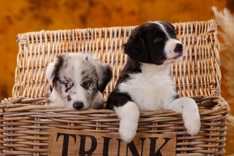 Miniature Australian Shepherd