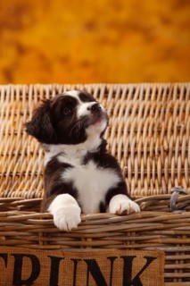 Miniature Australian Shepherd
