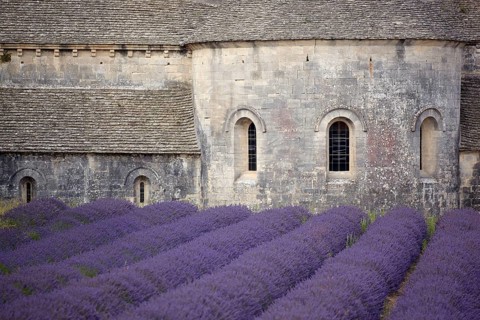 Cistercian abbey with lavender field