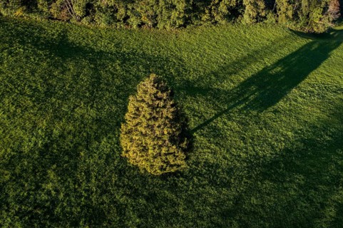 Free-standing fir tree