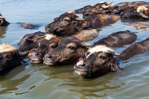 Water buffalos