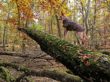 Podengo on tree trunk looking into autumn forest