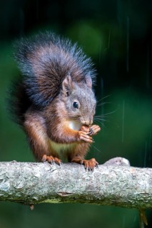 Eurasian red squirrel