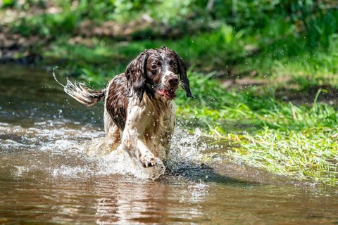 Hunting dog