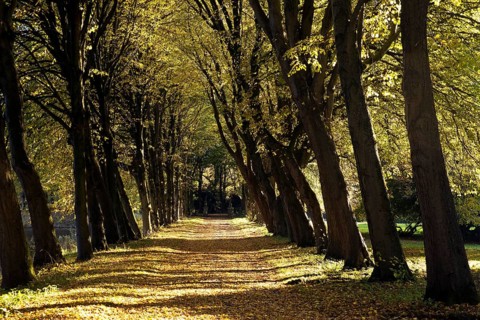 Avenue of trees at Luetetsburg Castle