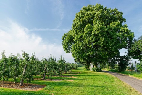 Plantation of apple trees
