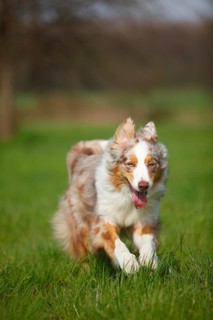 Australian Shepherd