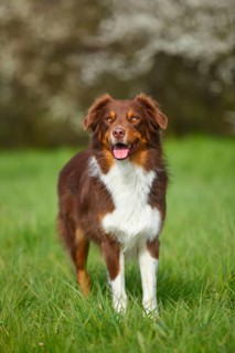 Australian Shepherd
