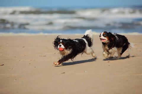 Cavalier King Charles Spaniel