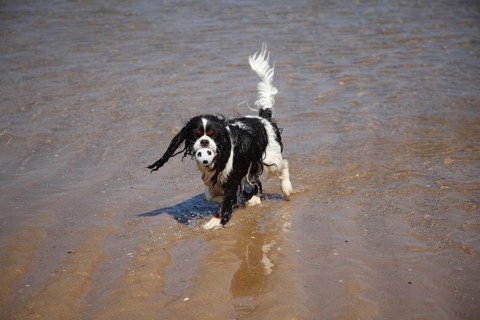 Cavalier King Charles Spaniel