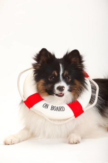 Mixed breed dog