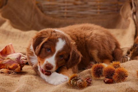 Miniature Australian Shepherd