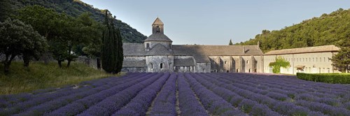 Cistercian abbey with lavender field